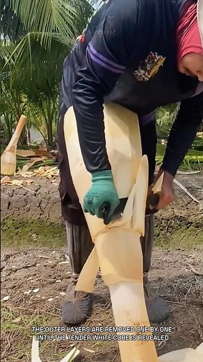 Heart of Palm: How the Tender Inner Core Is Harvested