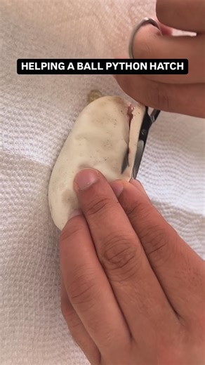 BALLS OF FURY on Instagram: "Helping a baby Ball Python Hatch😍🐍🔥"