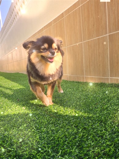 #หวัดดีค่ะมี๊ เช้านี้สดชื่นมากค่ะ! 🐶☀️✨️ พาเด็ก ๆ ออกมายืดเส้นยืดสายรับแสงแดดอ่อน ๆ ในสนามหญ้าเทียมค่ะ เห็นพวกเค้าวิ่งเล่นอย่างอิสระและมีความสุข คนดูแลอย่างมี้ต้าร์ก็ยิ้มตามไปด้วยค่ะ ที่บ้านอุ่นใจ เพ็ทโฮเทล เราให้ความสำคัญกับความสะอาด และความปลอดภัยมาเป็นอันดับ 1️⃣ ค่ะ เพื่อให้ที่นี่เป็นเหมือนบ้านหลังที่ 2✨️ 🏠✨️ของเด็ก ๆ จริง ๆ ค่ะ สนใจห้องพักหรือจองห้องพัก ทักแชทสอบถามได้เลยค่า #บ้านอุ่นใจเพ็ทโฮเทลรับฝากสัตว์เลี้ยงอุบลราชธานี #บริการรับฝากสัตว์เลี้ยงอุบลราชธานี #โรงแรมสุนัขอุบลราชธานี #ubonra