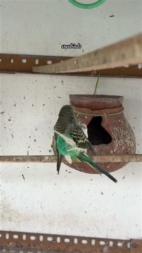 Budgies Breeding Progress 2025 💙💛#birds#lovebirds #parrot#budgies #birdsounds#shorts #birdbreeding