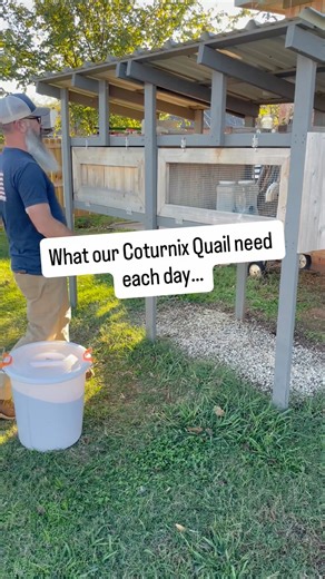 This is what my daily Coturnix Quail routine looks like. I top off their feeders, check the gravity-fed water, and do a quick walkthrough to make sure everyone looks good. Gathering eggs is always a highlight—these girls lay almost daily! I take a moment to watch their behavior, and then I’ll toss in some greens or check their dust bath. That little bit of enrichment goes a long way. It’s a short routine, but it keeps our quail thriving. Whether you’re in the suburbs or on a homestead, Coturnix 