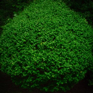 Hide_on_Bush_bro - Twitch