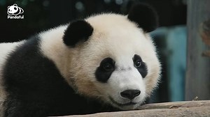 2.9K views · 87 reactions | How do pandas use sound? Find out the answer in this episode of Pandaful Q&A. #Pandaful | China Xinhua News | Facebook