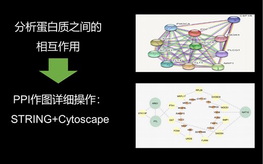 通俗易懂一步步教你做PPI（蛋白质-蛋白质互作）网络图！String＋Cytoscape基本操作演示
