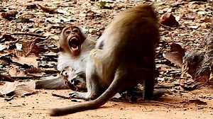 8.1K views · 356 reactions | Biting strongly like this ... it look so hurt ! | Monkey Wildlife | Facebook