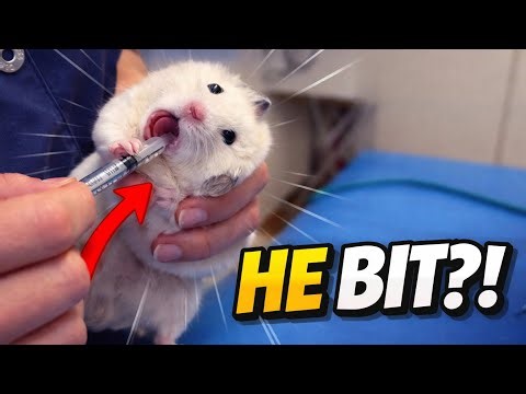 My Syrian Hamster’s First Vet Visit DIDN’T Go As Planned !