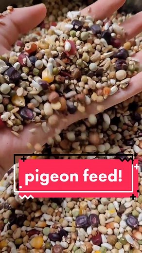 uric acid is also corrosive! if city pigeons weren't always starving their poop wouldn't be so bad 💔 #pigeon #fyp #city #foryou #AsSceneOnTubi