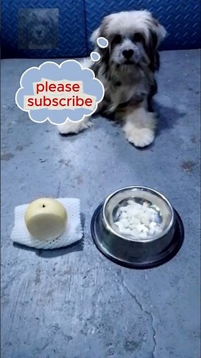 Pears for Doggy #shorts #puppy #pears