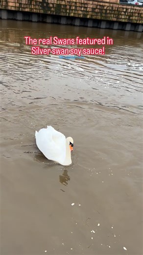 Pinoy Brit Ofw on Instagram: "The real swans featured in Silver swan soy sauce!"