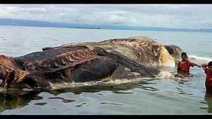Giant sea creature washes up on island, turns water red