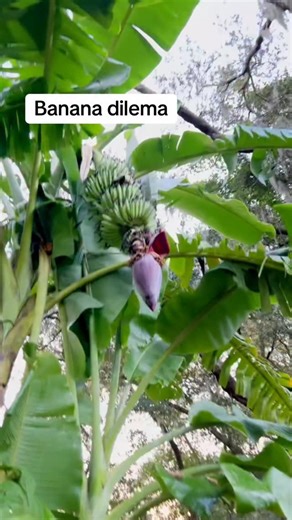 Andre Baptiste on Instagram: "Banana dilemma? #banana #bananatree #permaculturelife #andrethefarmer #bees"