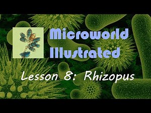 |Microworld Illustrated| Lesson 8: Rhizopus