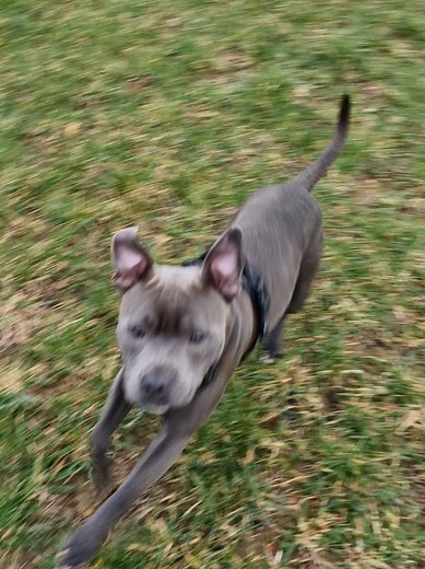 How to Identify a Male Dog Through Behavior