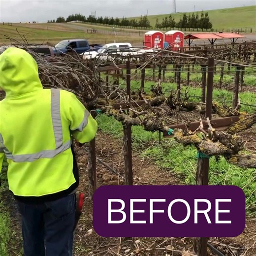 Mechanization sounds risky when cut quality matters. One bad cut can’t be undone — and that’s why many growers hesitate to trust machines. Beagle’s B100 AI pruning system “sees and cuts” with precision, matching hand-quality results while eliminating more than half of manual pruning labor. 👉 Try Beagle for 2 days — no pressure, just proof. | Beagle Technology Inc