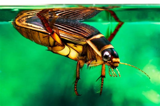 The Great Diving Beetle Hunts Underwater Like a Tiny Shark