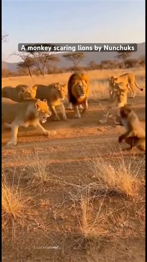 Monkey scaring lions by Nunchuks | lions attacking Monkey | Monkey attacking lions