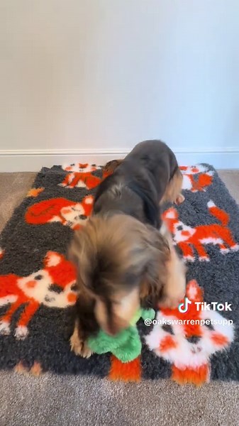 Vet Bedding: The Best Choice for Your Pet's Comfort