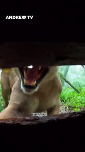 5.7K views · 16 reactions | Camera films tiger feeding  | Andrew Lincoln TV | Facebook