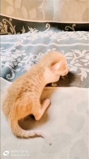 Orange tabby kittens being absolutely precious 😻 #kitten #cute #aww