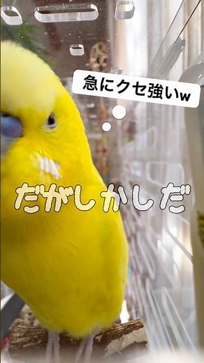 急に「だがしかし、たかし！」言うインコw