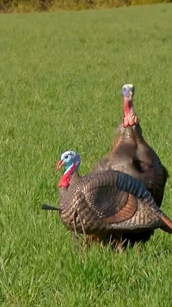 “Echoes in the Woods | Wild Turkey Hunting USA”