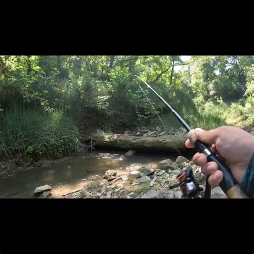 Most AGGRESSIVE Small Creek Fish! #fishingvideo #shorts #creekfishing #ultralightfishing