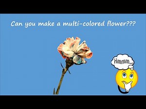 Color Changing Flowers Experiment - Part 3