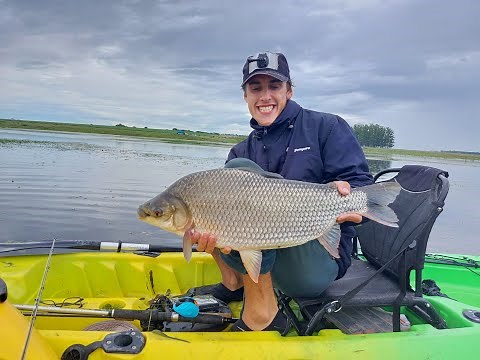 ¿COMO PESCAR SABALOS? pescando sabalos al golpe