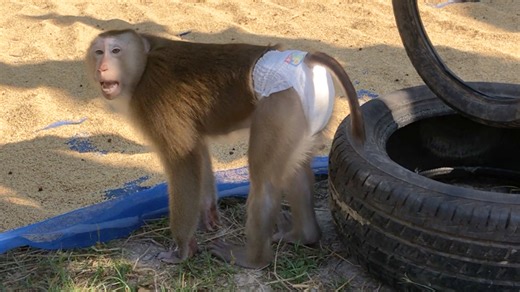 Hilarious Jason Lively Talk A Lot To Lead Dad Hang Out In Fresh Morning | Monkey Jason