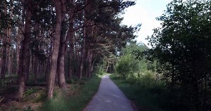 Trees, Forest, Netherlands. Free Stock Video