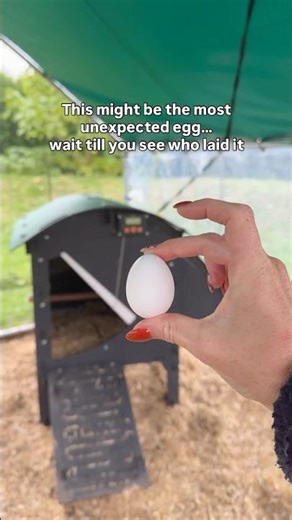 Meet the English Modern Game not your average backyard hen 🐔