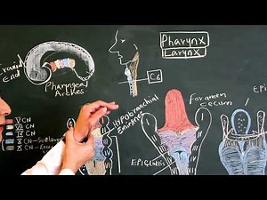 Embryological Development of Pharynx & Larynx