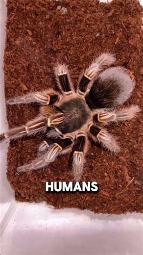 Why Holding Zebra Tarantulas Triggers Regret #TarantulaFacts