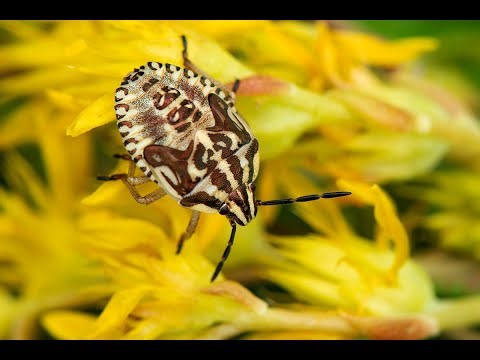 Knoopkruidschildwants Carpocoris purpureipennis, nimf