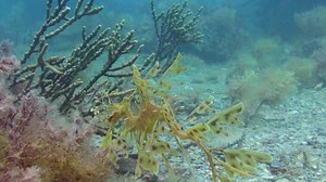 30K views · 1.5K reactions | Is that algae floating by or a leafy sea dragon swimming? | Oceana | Facebook