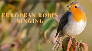 European Robin Song - European Robin Call - European Robin Sounds - European Robin Singing - Chirp | Bird's Paradise
