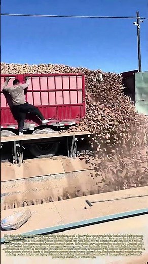 Unlatching Truck Gates: How Gravity Unloads Bulk Potatoes in Seconds