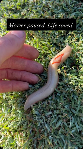 Tree Man on Instagram: "Mowing day turned into another slowdown moment. I gave the grass a careful walk over and found this red triangle slug (Triboniophorus graeffei) one of Australia’s native leaf eating slugs. They’re harmless, important decomposers, and a sign of a healthy, chemical free garden. So I popped it back into the garden, wished it a happy day and a happy life, and carried on. 👉 For a closer look and more about this species, see my other video on the red triangle slug. 😌❤️🌹 #gar