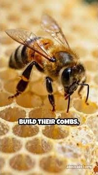 Honeybee Hives: Nature’s Perfect Geometry