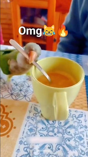 Try Not To Laugh at Epic Animal Fails! 😂 Wild Funny Pets