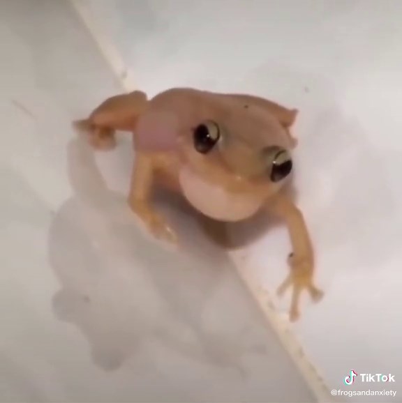 Exotic Frogs of Puerto Rico: A Closer Look at These Colorful Creatures