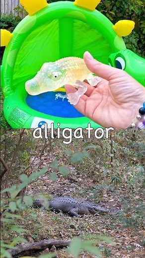 Animal Names for Kids to Learn at the Dino Pool: Horse Dog Zebra Alligator Meerkat