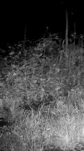 122K views · 1.1K reactions | Coyote CHASING Bunny!!! | Camera In The Woods | Facebook