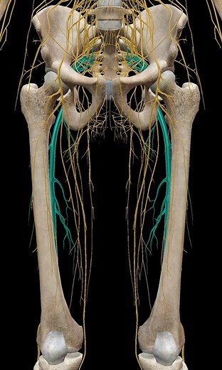 A Real Pain in the Butt: The Anatomy and Pathology of Sciatica