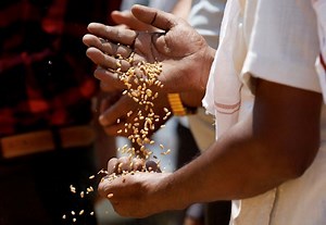 India's cabinet approves $9.5 billion price support package for winter crops
