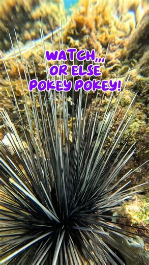 Nate Sorensen on Instagram: "Bet you can’t guess what these fish are called! You’ve been watching for a while, right?!? Let’s do this! #showusyourzk #lionfishextermination #lionfish #invasivespecies #lionfishhunting"