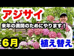 ◆来年のために【アジサイ】を植え替えます！