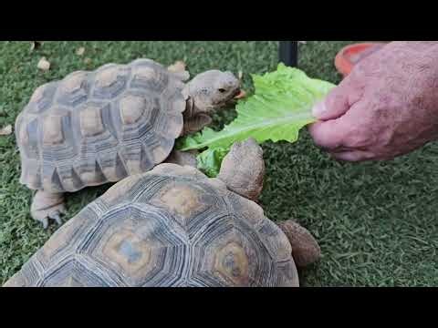 YOUR TORTOISES SHELL Tortoise Time Season 2 Episode 10 #scutes #health #exoskeleton