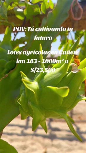 📲947 945 751 Lotes con alto potencial de valorización 📈💰🏡 No esperes a que suban los precios🏡 #terrenos #lotes #inversion #pitahaya #Amor