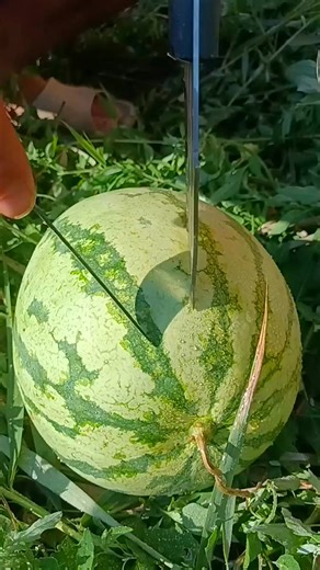 Sweetest surprise! 🍉🔪 Just a watermelon measuring contest—guess the weight! #GardenJoy #FreshFruit | Kippy Tayib